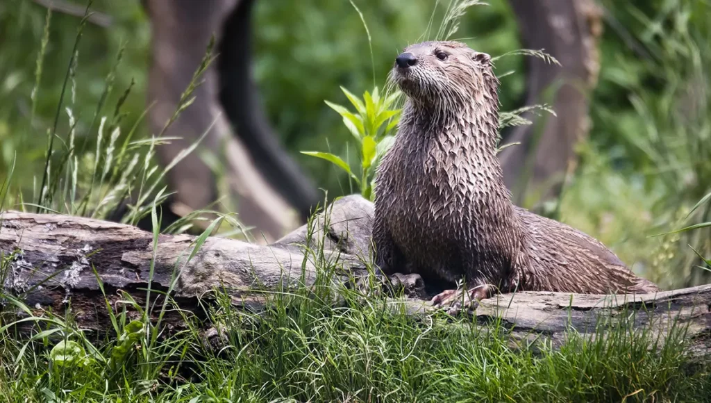 Otter in de natuur