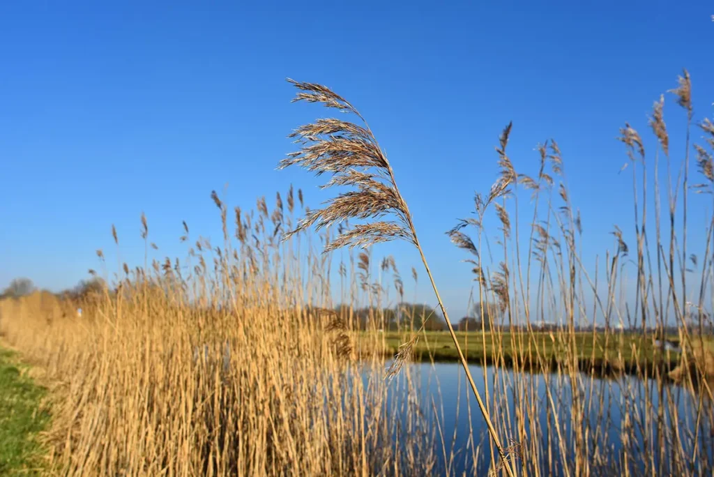 Gouden riet langs het water