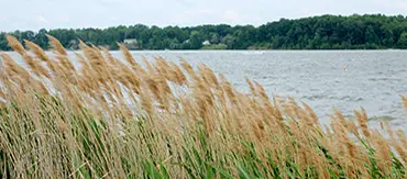 Gouden riet langs het water